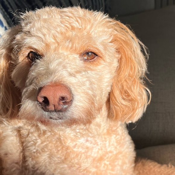 Meet your Posher, Jeri - Picture 1 of 1